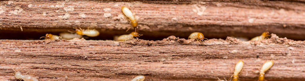 When is Termite Season in California? | O’Connor Pest Blog