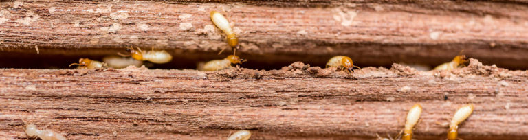 Termites 768x204 