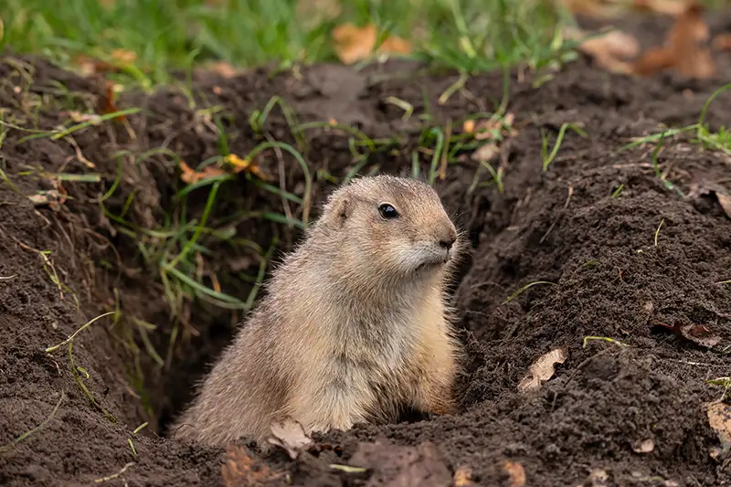 A wild gopher digging in a yard