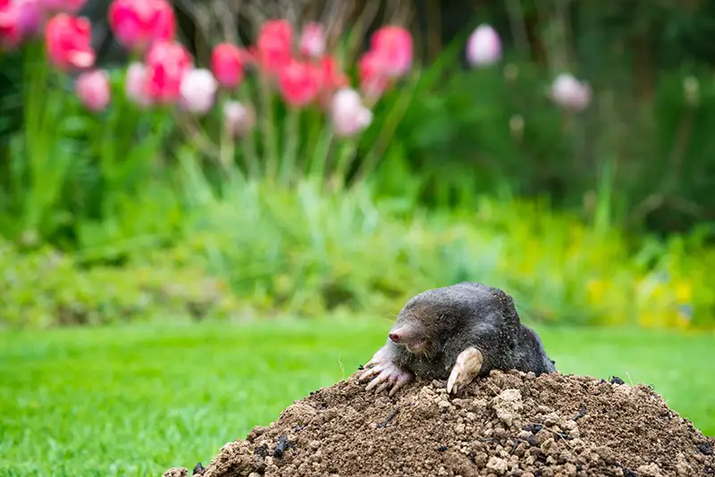 Mole sitting a mole hill