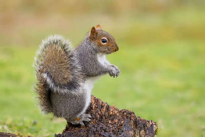 squirrel sitting on a log in yard